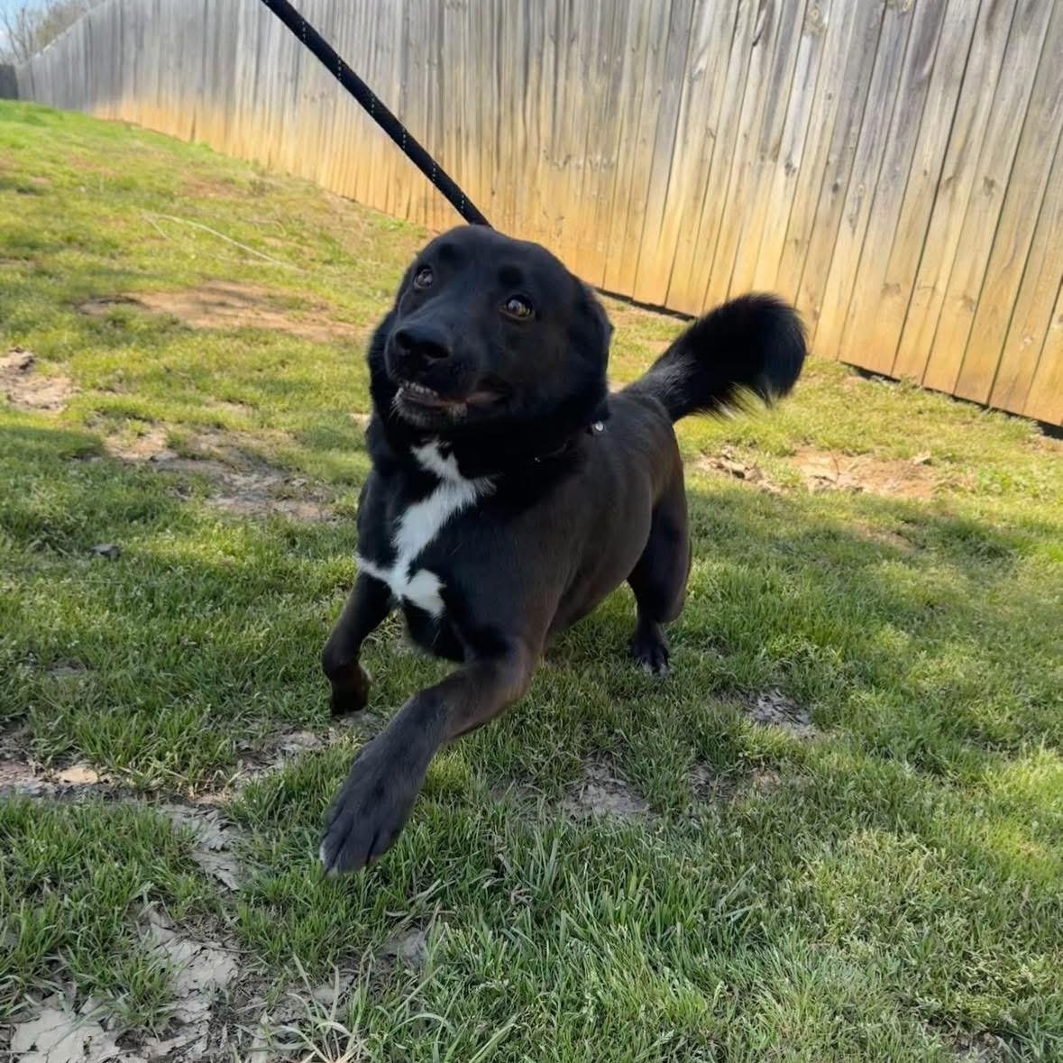 Enlarge Bailey, a Adoptable mixed breed in Louisville, KY image 2/3