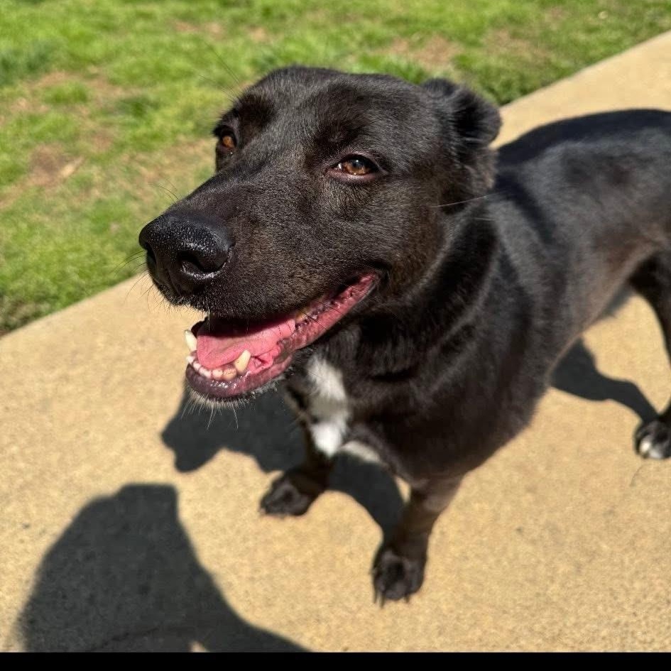 Enlarge Bailey, a Adoptable mixed breed in Louisville, KY image 3/3