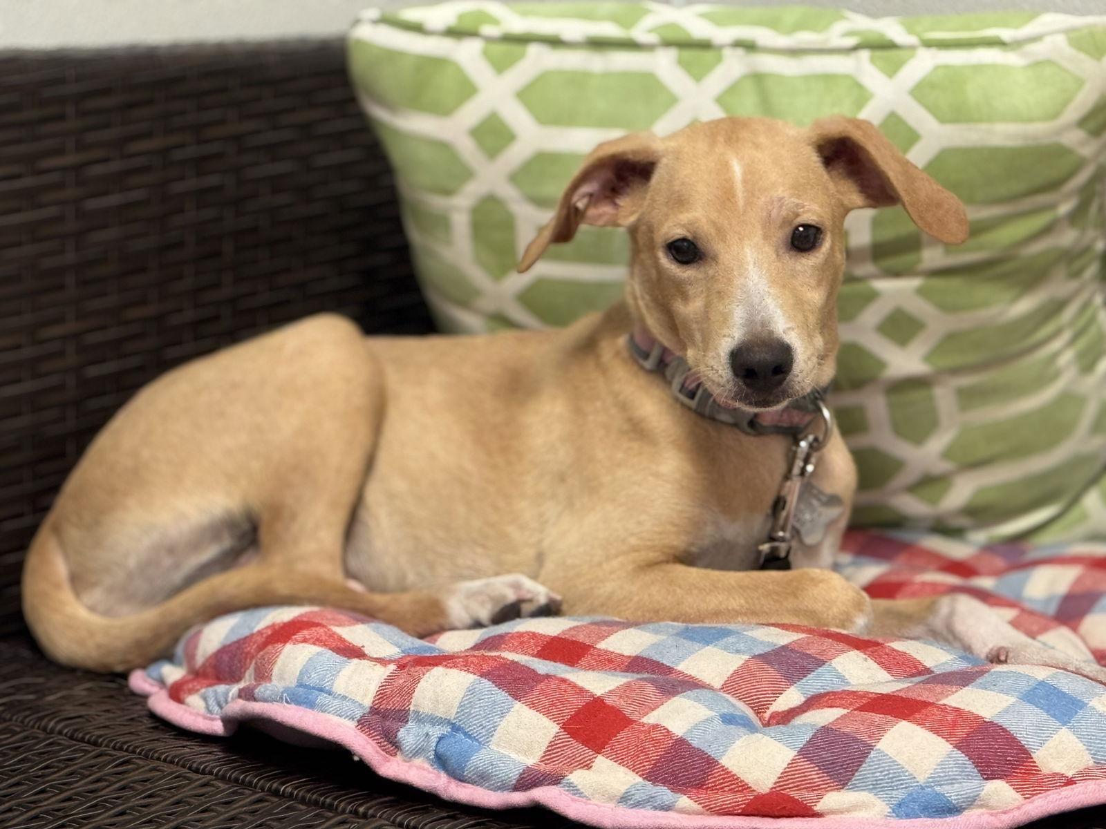 Link, Adopted, Puppy Male Hound & Labrador Retriever.