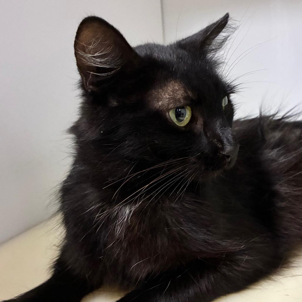 Sarabi, Adoptable, Young Female Domestic Short Hair.