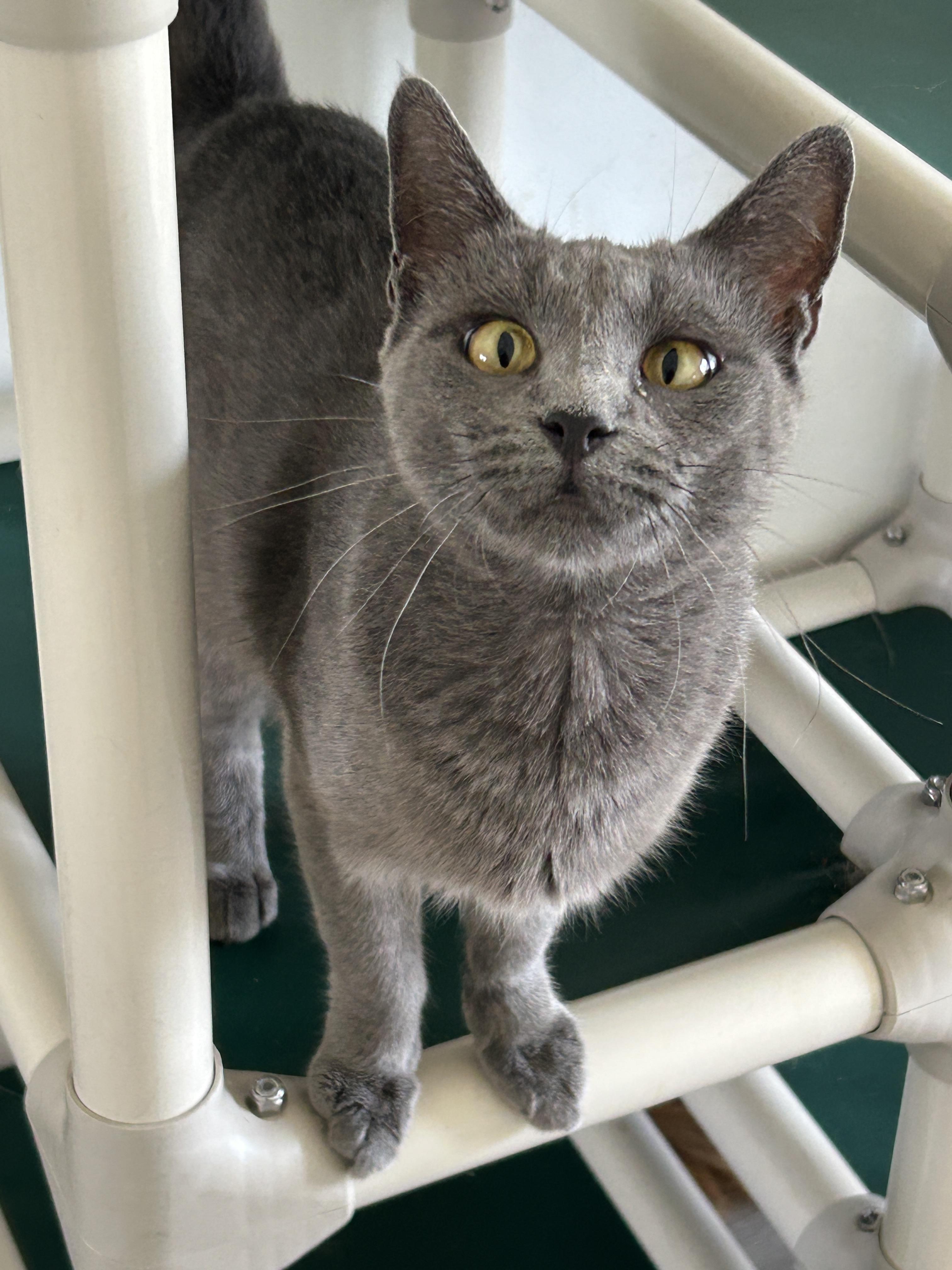 Irina, a ADOPTABLE mixed breed in Marble Falls, TX image 1/5