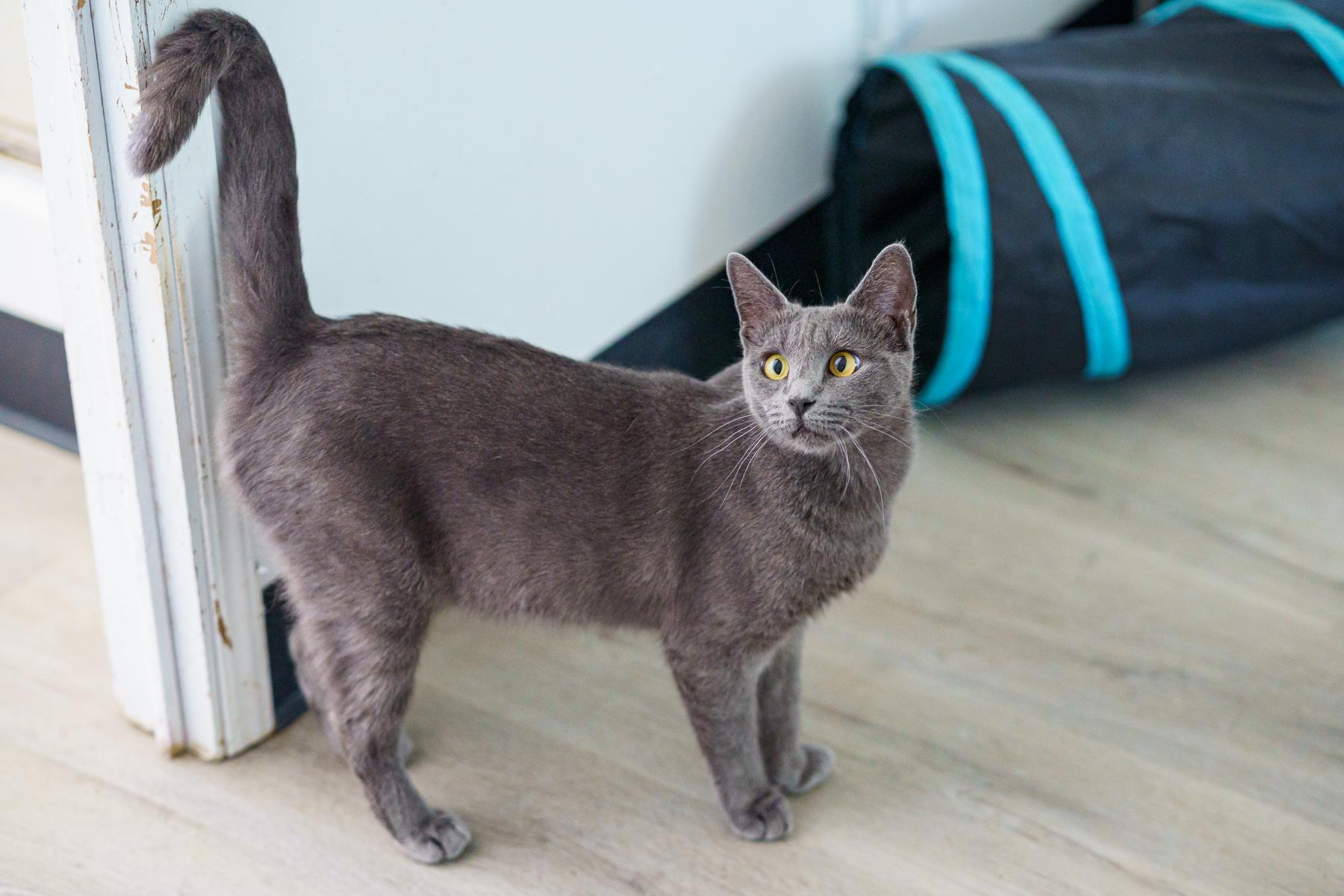 Irina, a ADOPTABLE mixed breed in Marble Falls, TX image 1/6