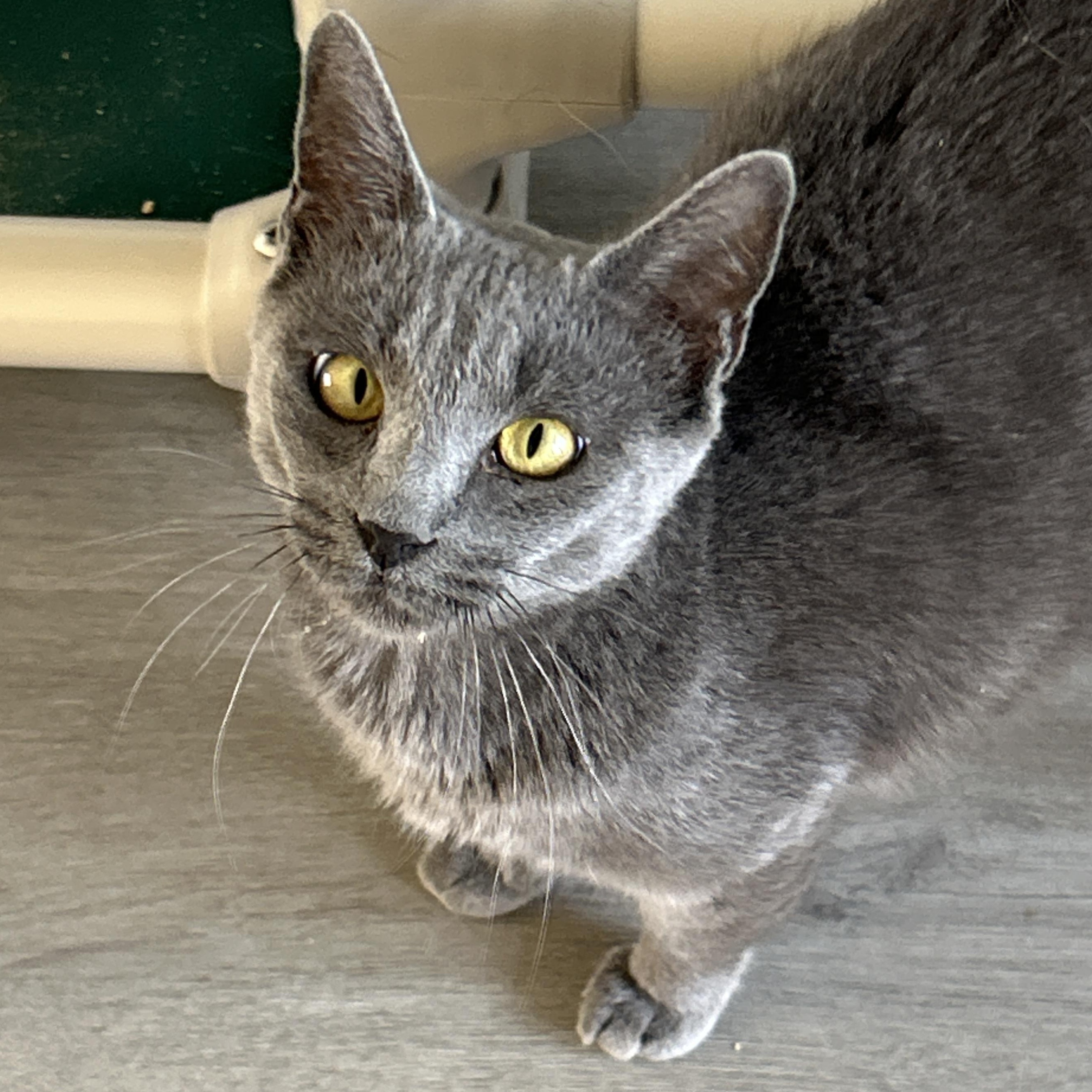 Irina, a ADOPTABLE mixed breed in Marble Falls, TX image 4/5