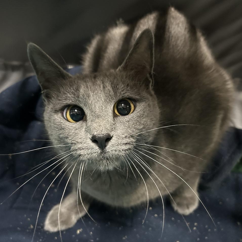 Irina, a ADOPTABLE mixed breed in Marble Falls, TX image 5/5