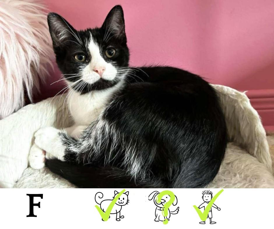 Enlarge Litchi, a Adoptable Domestic Short Hair in Saint-Chrysostome, QC image 1/1