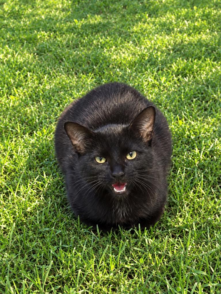 Enlarge Noir, a Adopted mixed breed in Wauchula, FL image 1/1