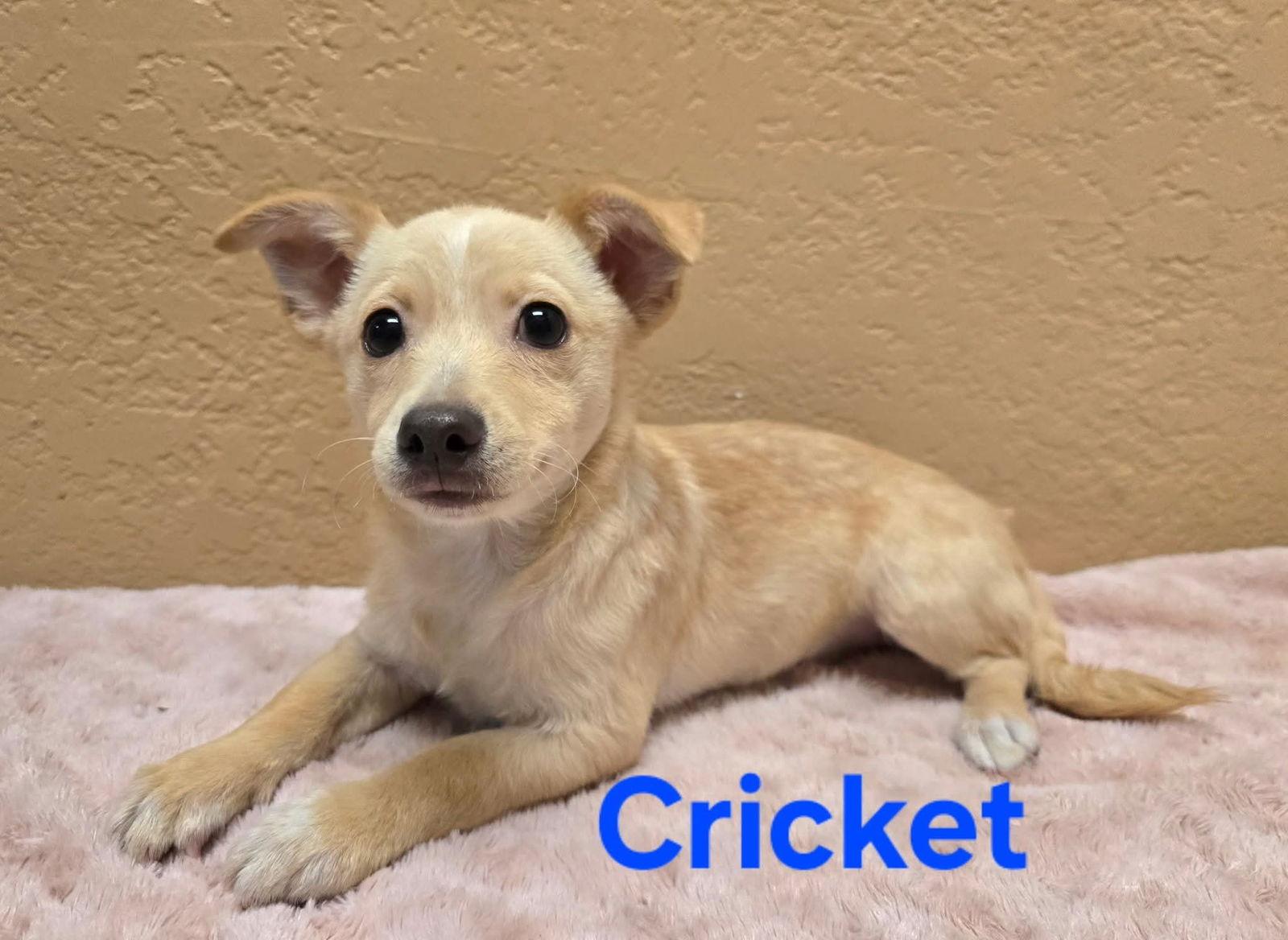 Enlarge Cricket, a Adopted mixed breed in Modesto, CA image 1/1