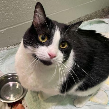 Enlarge Moon, a ADOPTABLE Domestic Short Hair in Jackson, MI image 5/6