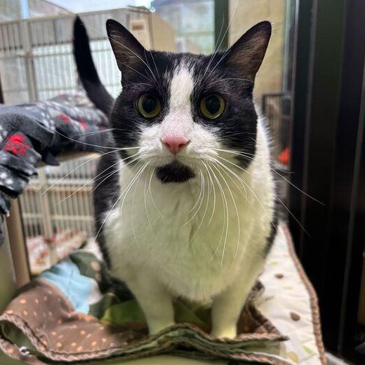 Moon, ADOPTABLE, Adult Female Domestic Short Hair.