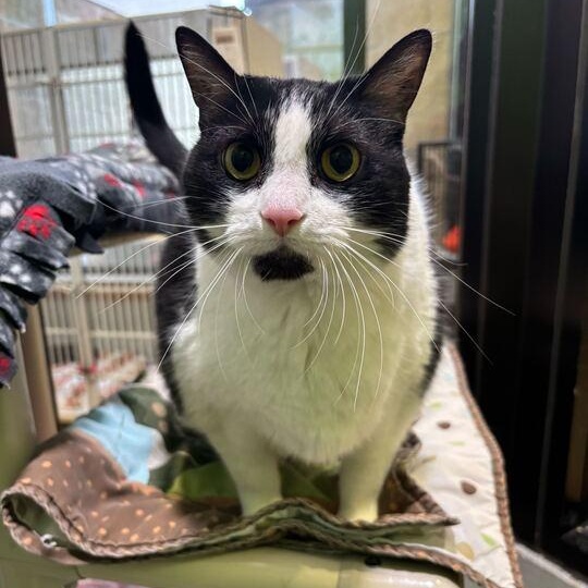 Moon, a ADOPTABLE Domestic Short Hair in Jackson, MI image 6/6