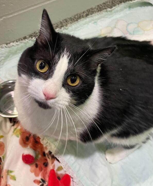 Enlarge Moon, a ADOPTABLE Domestic Short Hair in Jackson, MI image 4/6