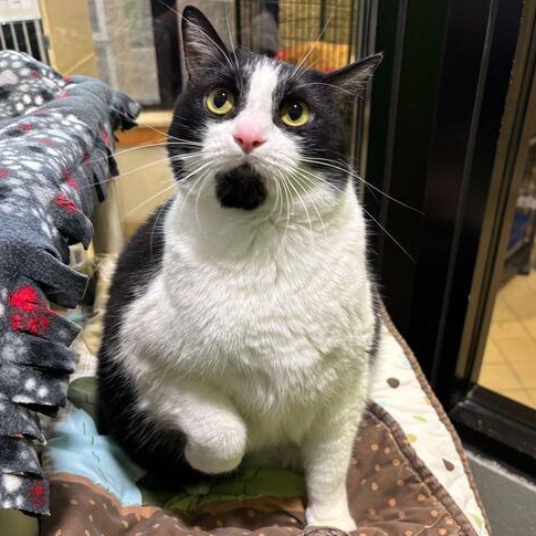 Enlarge Moon, a ADOPTABLE Domestic Short Hair in Jackson, MI image 3/6