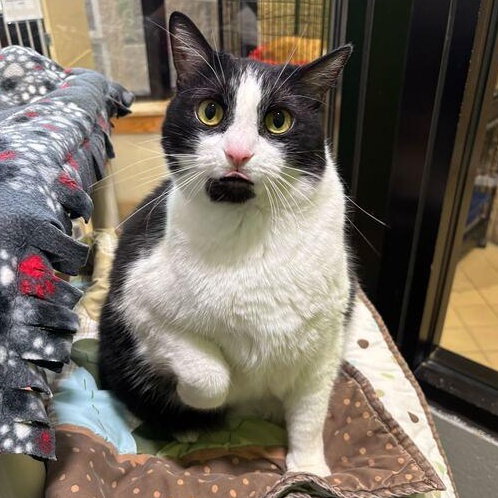 Enlarge Moon, a ADOPTABLE Domestic Short Hair in Jackson, MI image 2/6