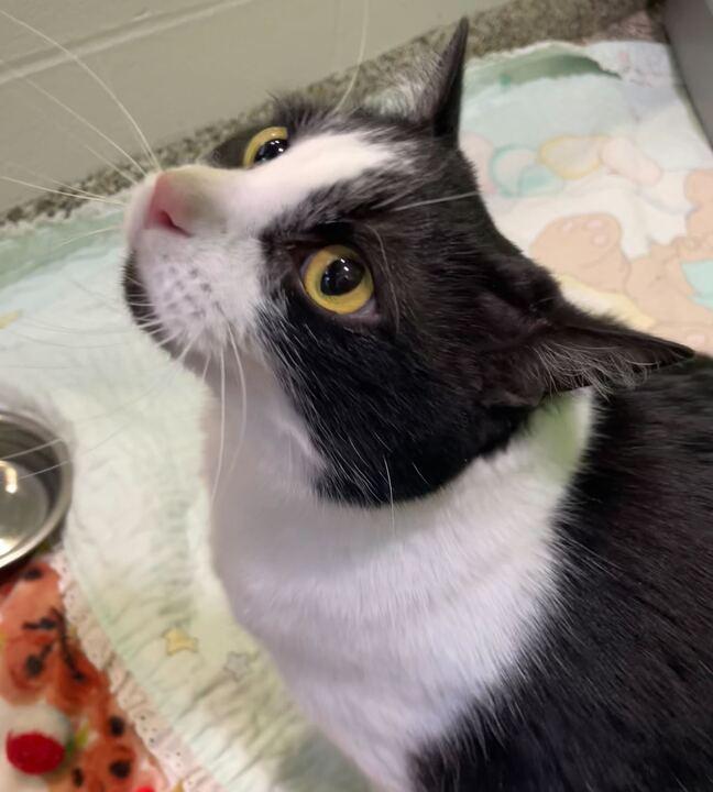 Enlarge Moon, a ADOPTABLE Domestic Short Hair in Jackson, MI image 6/6