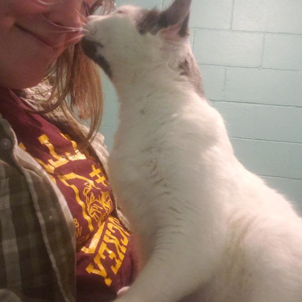 Enlarge Mia (Wendi), a Adoptable Domestic Short Hair in Grand Rapids, MN image 2/6