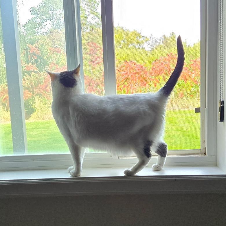 Enlarge Mia (Wendi), a Adoptable Domestic Short Hair in Plymouth, MN image 6/6