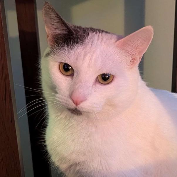 Mia (Wendi), Adoptable, Adult Female Domestic Short Hair.