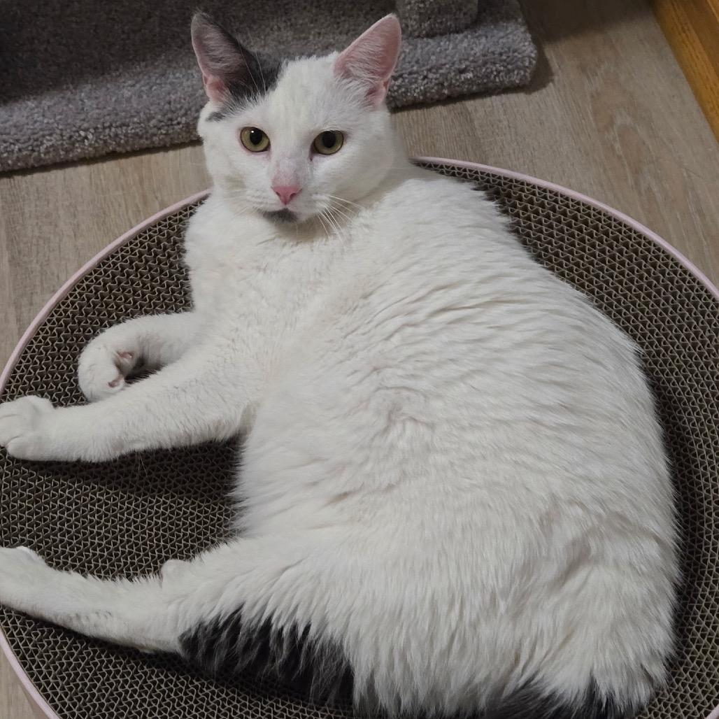 Enlarge Mia (Wendi), a Adoptable Domestic Short Hair in Orono, MN image 4/6
