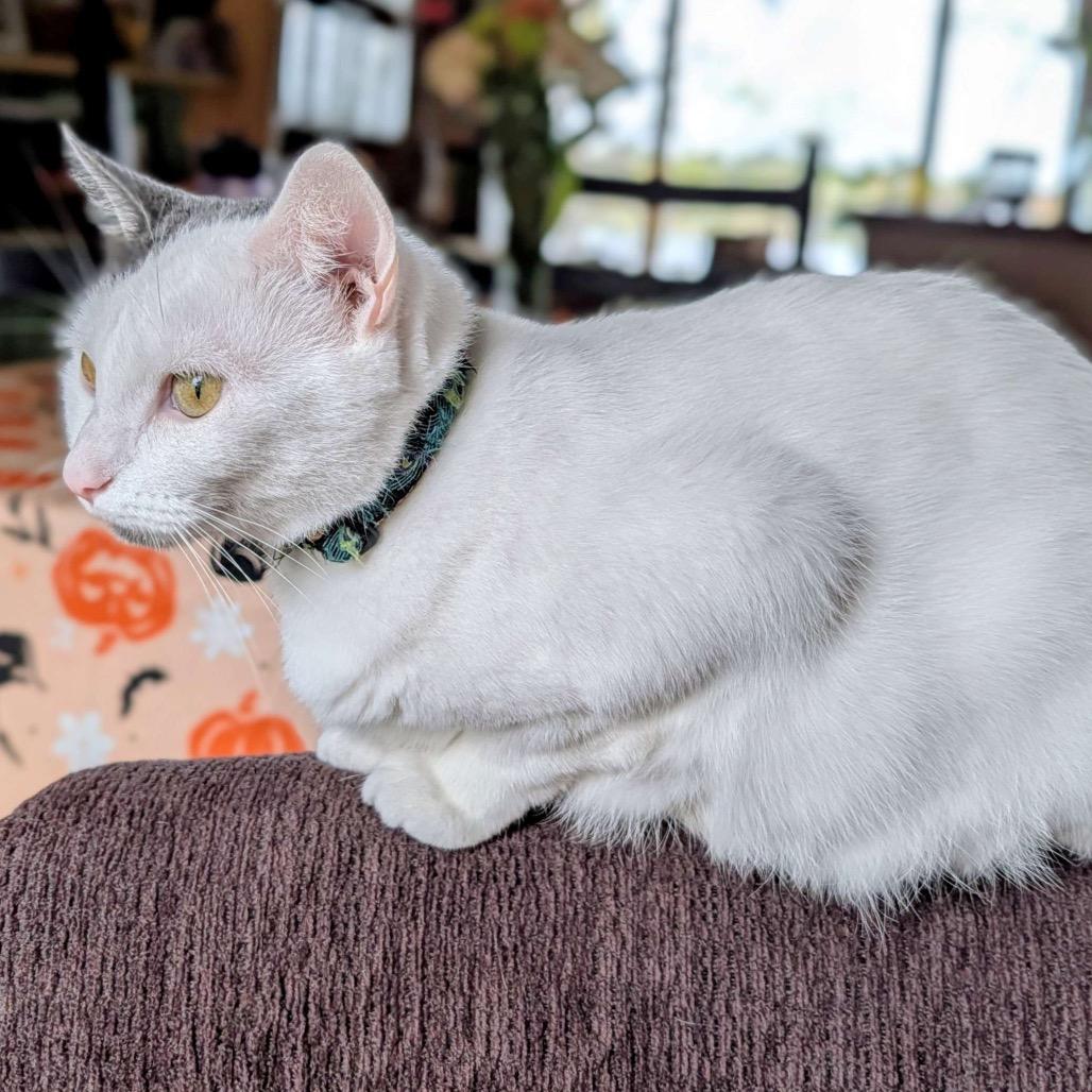 Enlarge Mia (Wendi), a Adoptable Domestic Short Hair in Grand Rapids, MN image 3/6