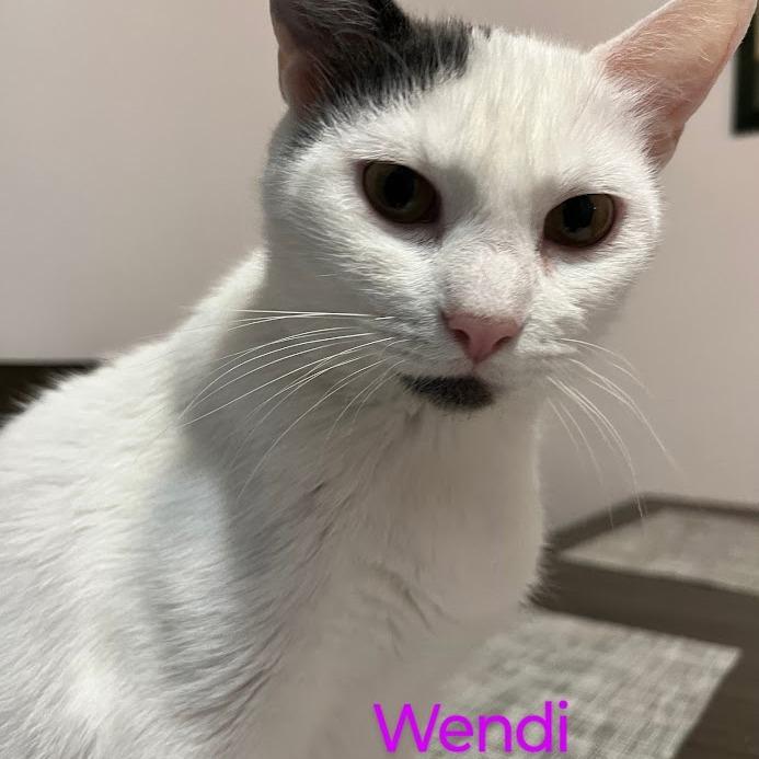 Enlarge Mia (Wendi), a Adoptable Domestic Short Hair in Grand Rapids, MN image 5/6