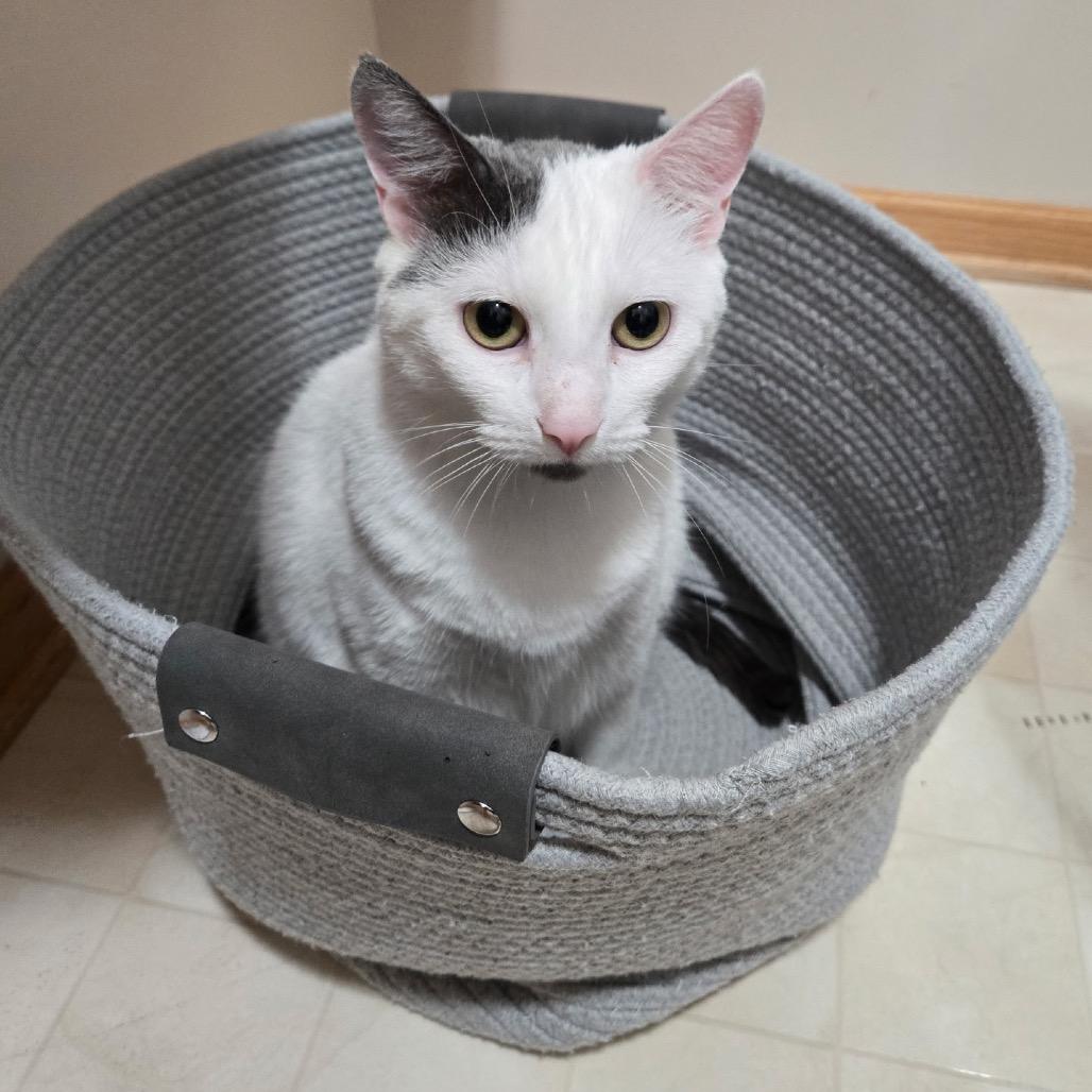 Enlarge Mia (Wendi), a Adoptable Domestic Short Hair in Plymouth, MN image 5/6
