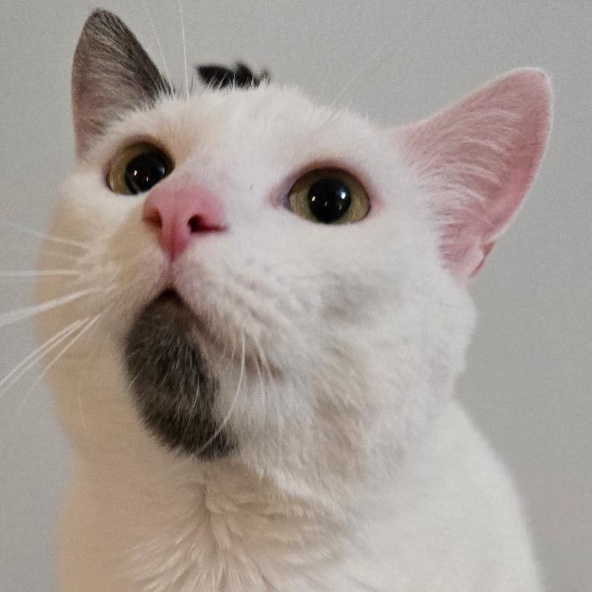 Enlarge Mia (Wendi), a Adoptable Domestic Short Hair in Orono, MN image 2/6