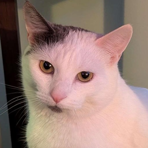 Mia (Wendi), a Adoptable Domestic Short Hair in Grand Rapids, MN image 1/5