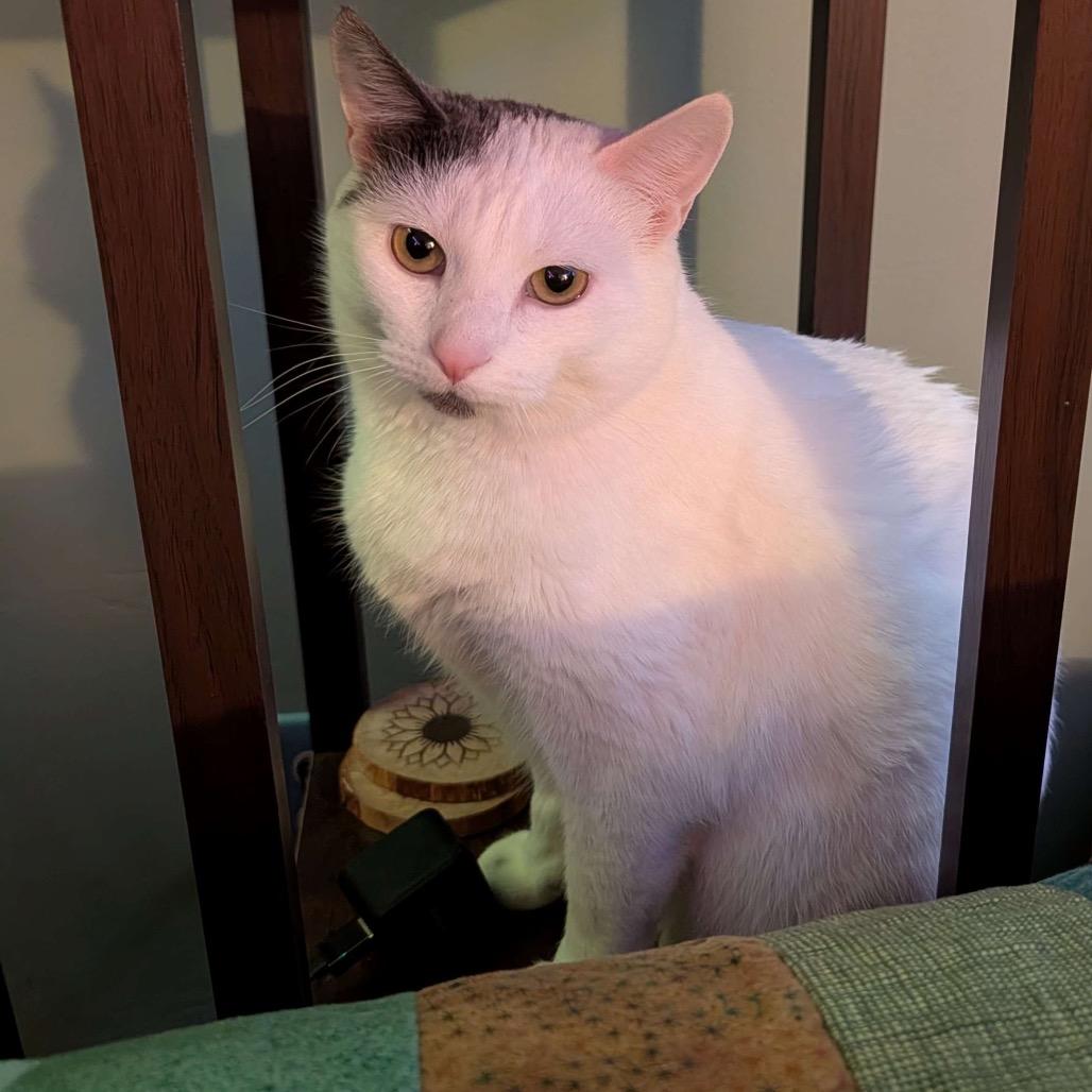 Enlarge Mia (Wendi), a Adoptable Domestic Short Hair in Grand Rapids, MN image 1/6