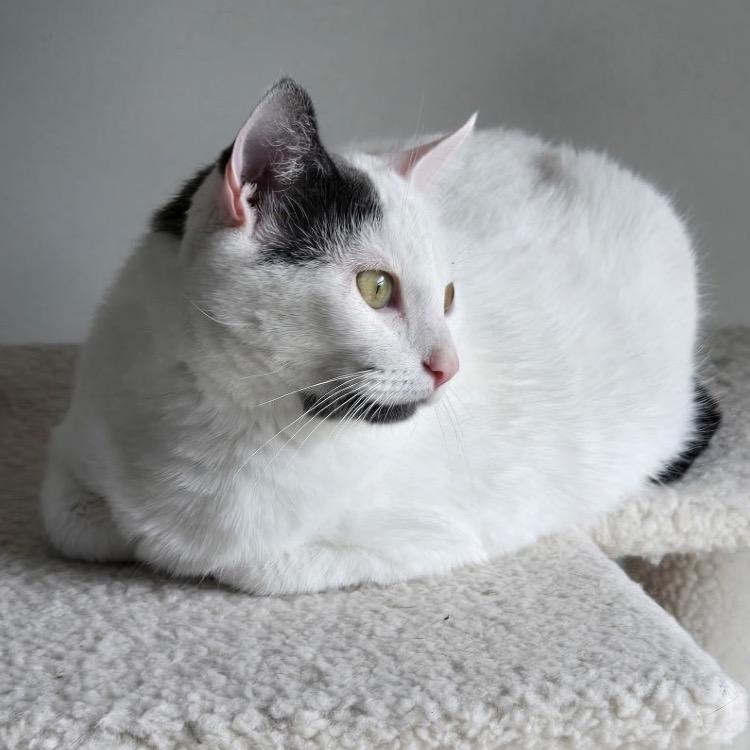 Enlarge Mia (Wendi), a Adoptable Domestic Short Hair in Plymouth, MN image 2/6