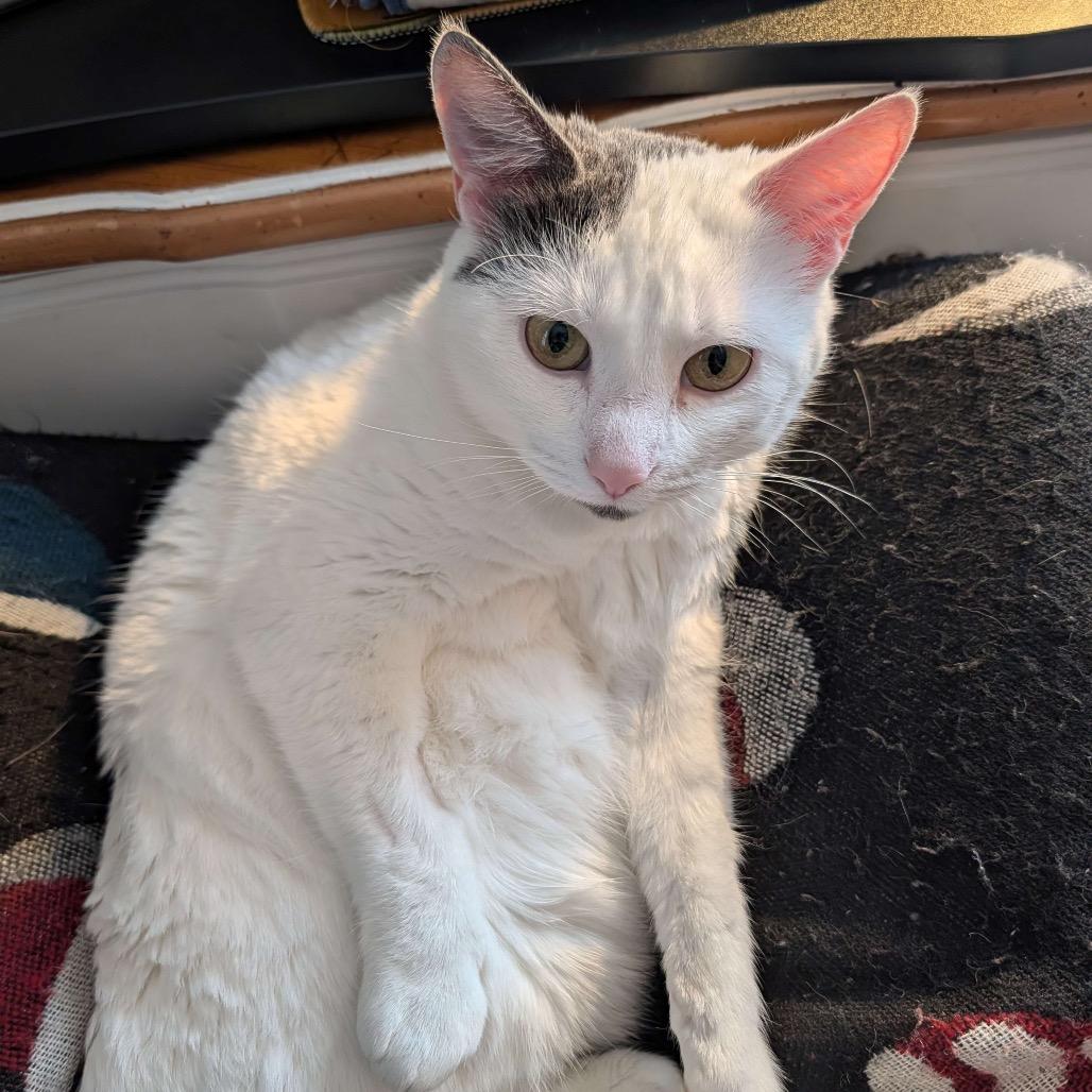 Mia (Wendi), a Adoptable Domestic Short Hair in Grand Rapids, MN image 2/5