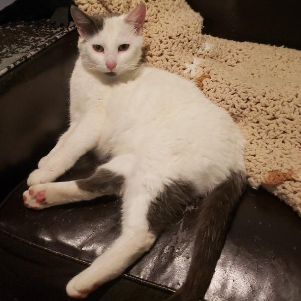 Enlarge Mia (Wendi), a Adoptable Domestic Short Hair in Grand Rapids, MN image 4/6