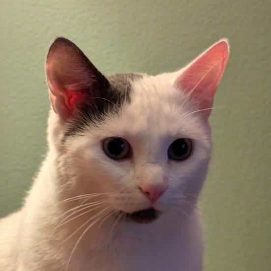 Enlarge Mia (Wendi), a Adoptable Domestic Short Hair in Plymouth, MN image 4/6