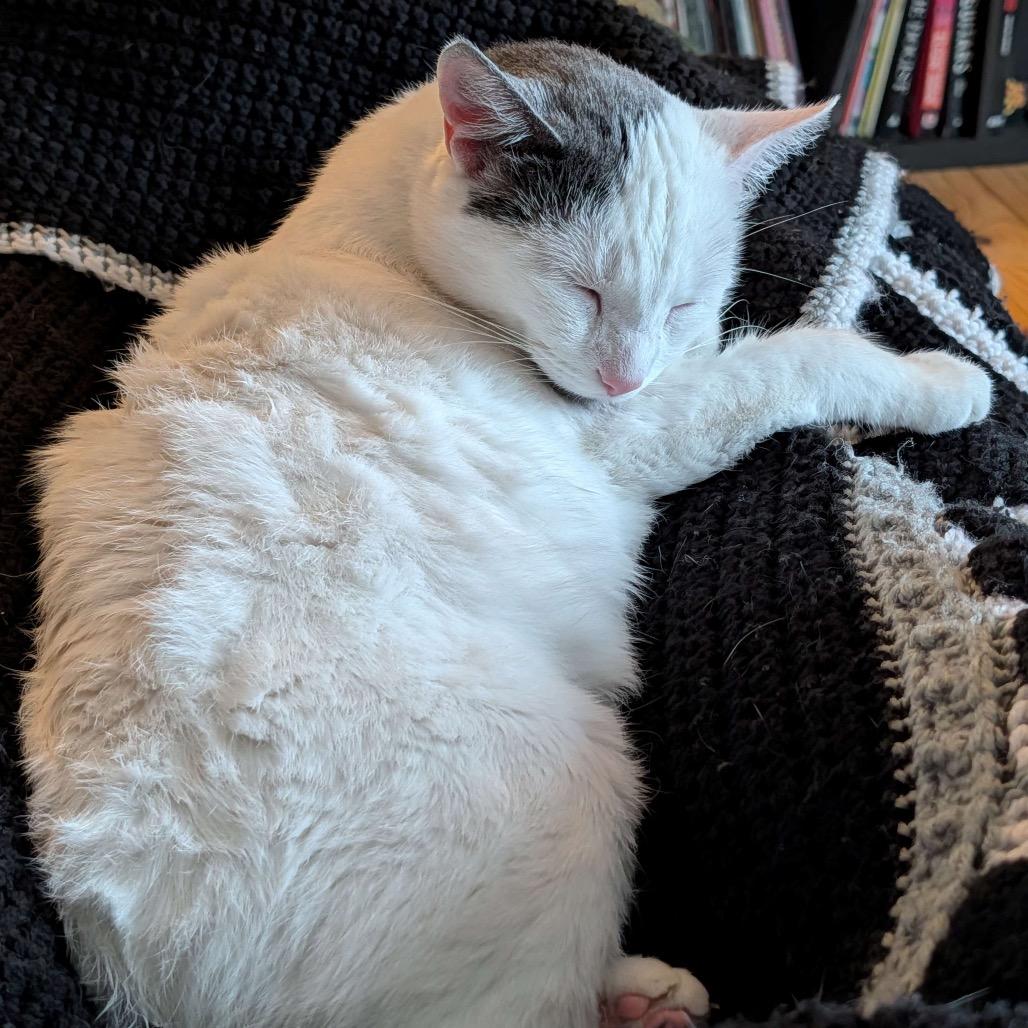 Enlarge Mia (Wendi), a Adoptable Domestic Short Hair in Grand Rapids, MN image 6/6