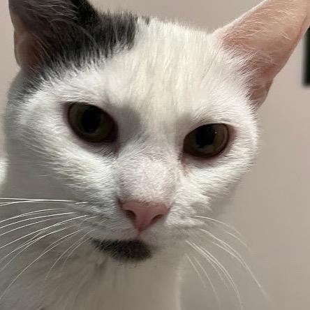 Enlarge Mia (Wendi), a Adoptable Domestic Short Hair in Orono, MN image 6/6