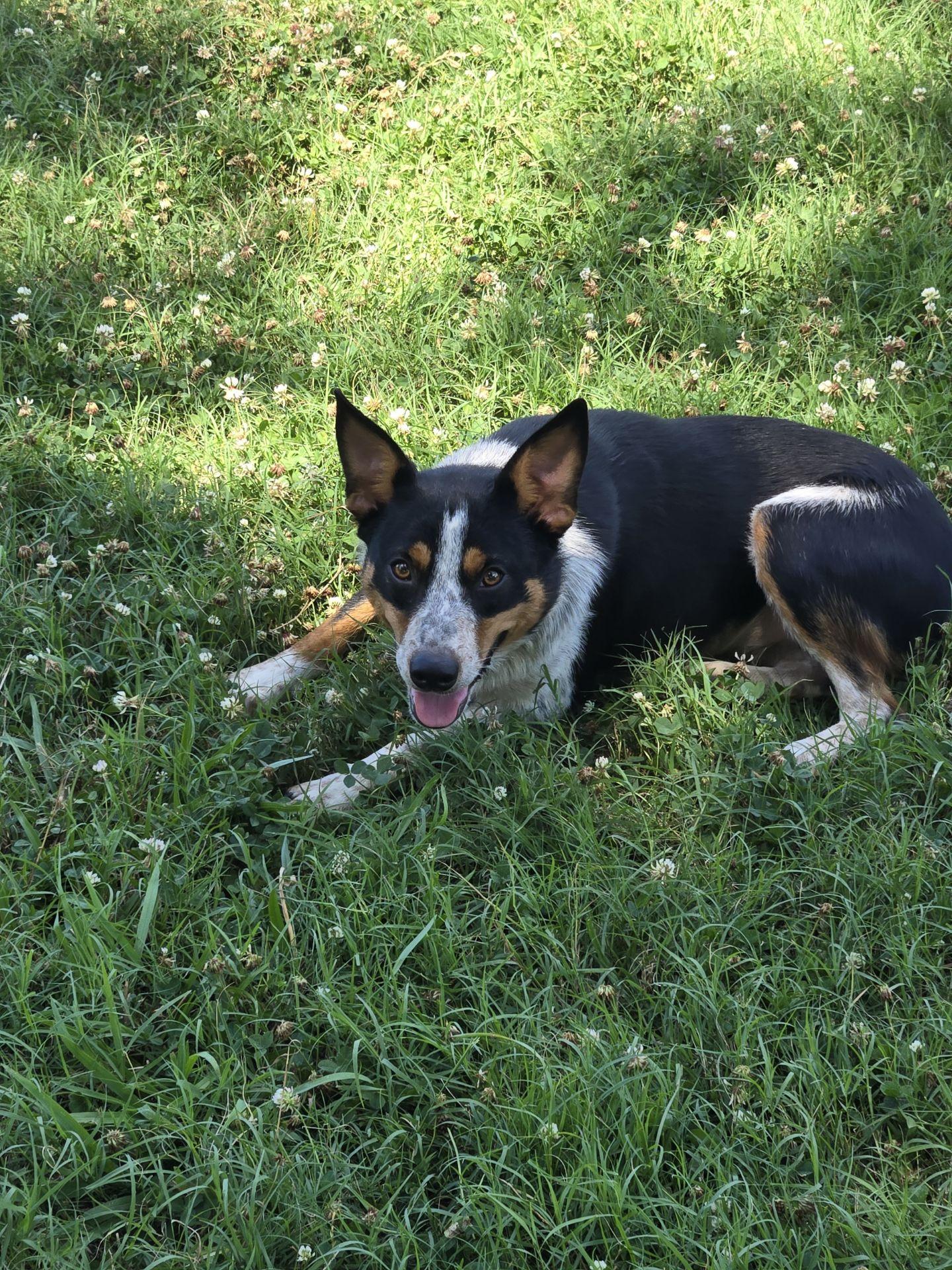 Twin, Adoptable, Young Male Australian Cattle Dog / Blue Heeler & Border Collie.