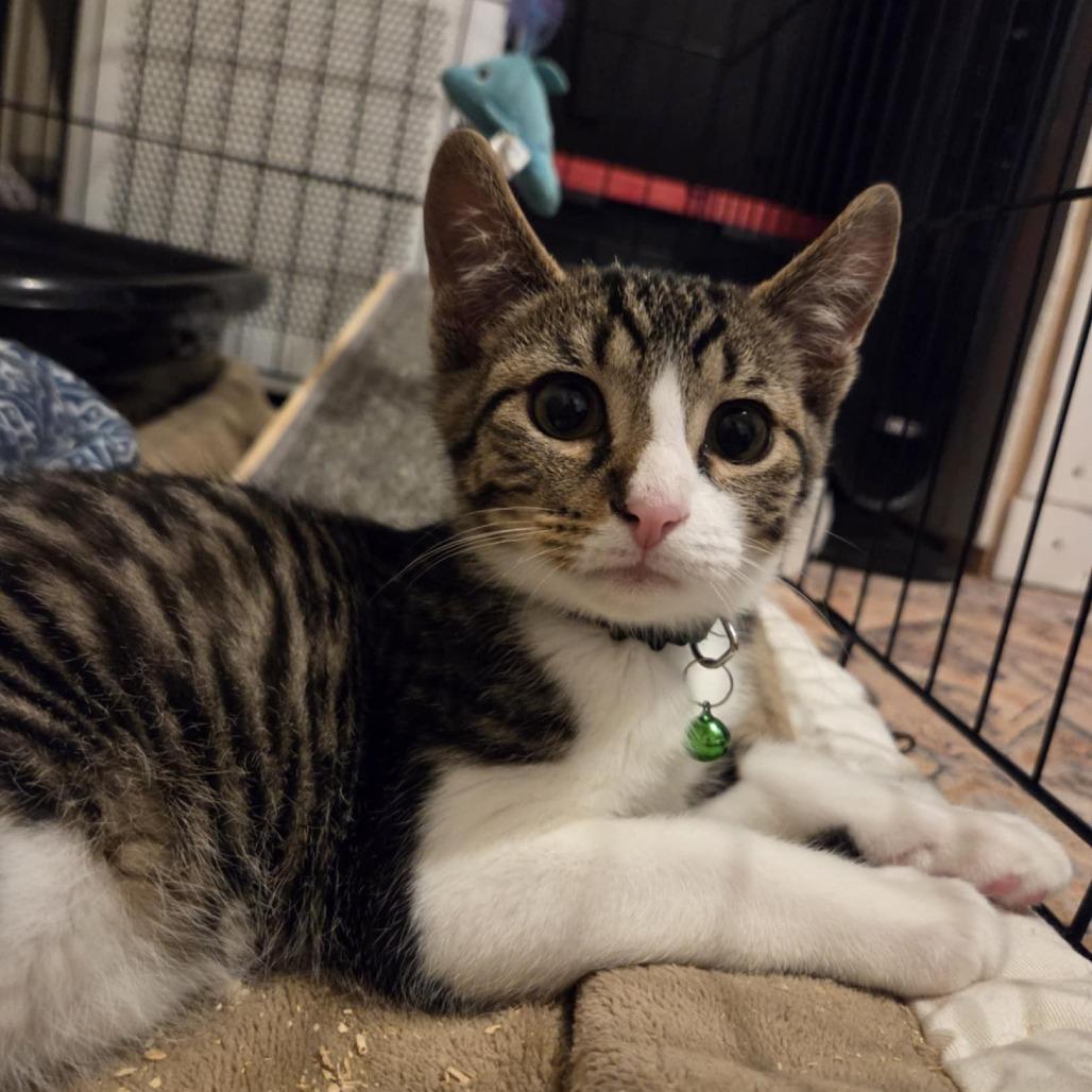 Troy, Adoptable, Young Male Domestic Short Hair.