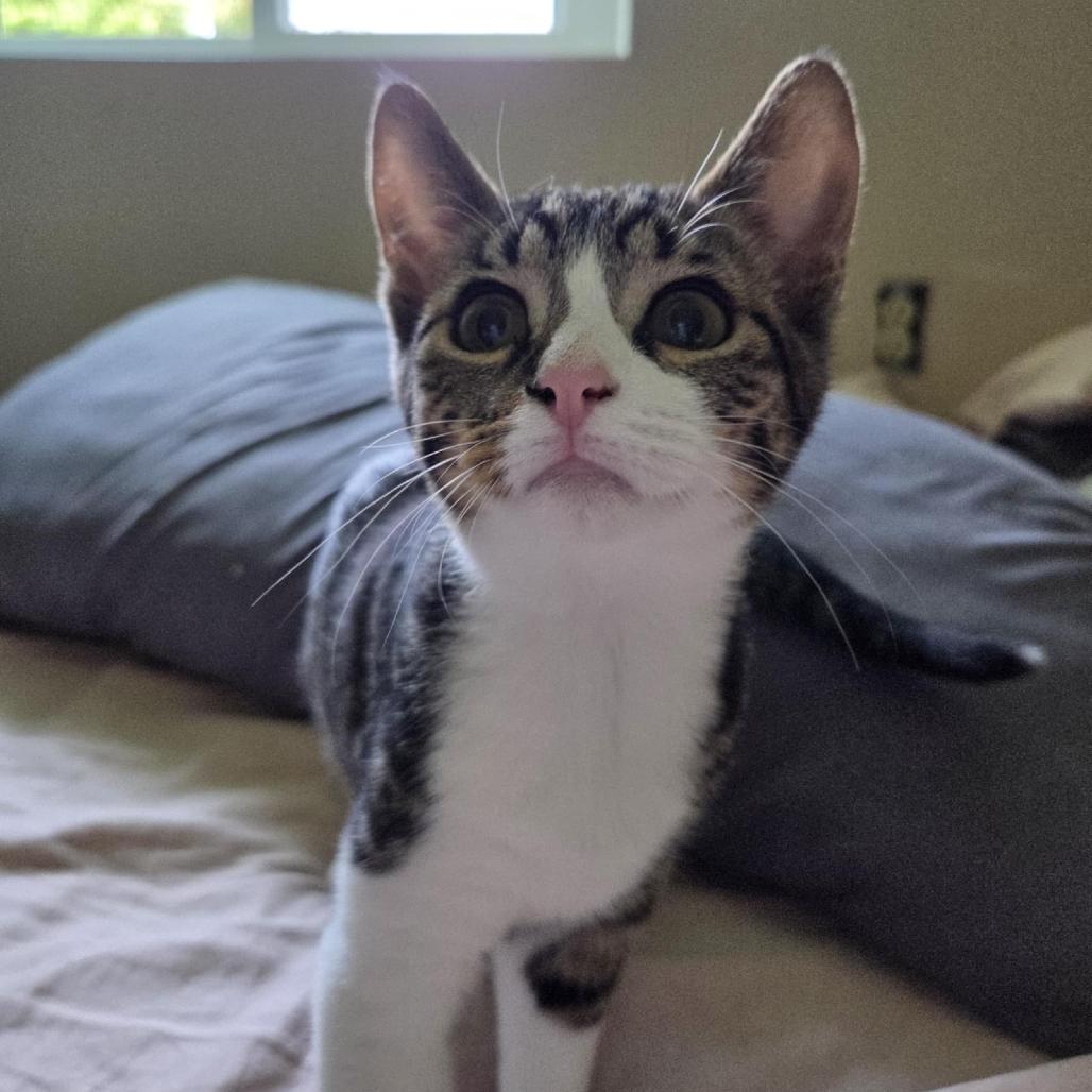 Enlarge Troy, a Adoptable Domestic Short Hair in Medina, OH image 4/4