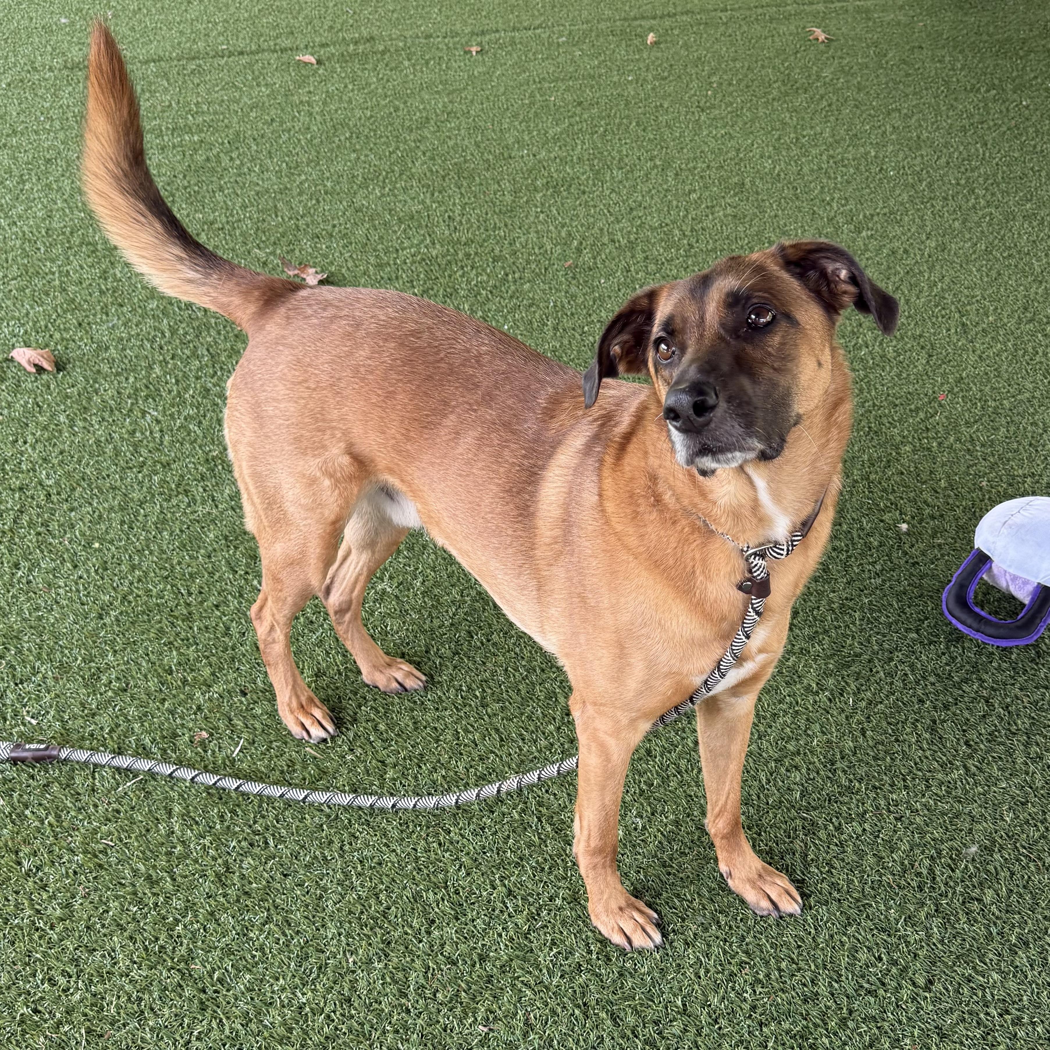 Enlarge Alpha, a ADOPTABLE Shepherd in Eatontown, NJ image 5/6