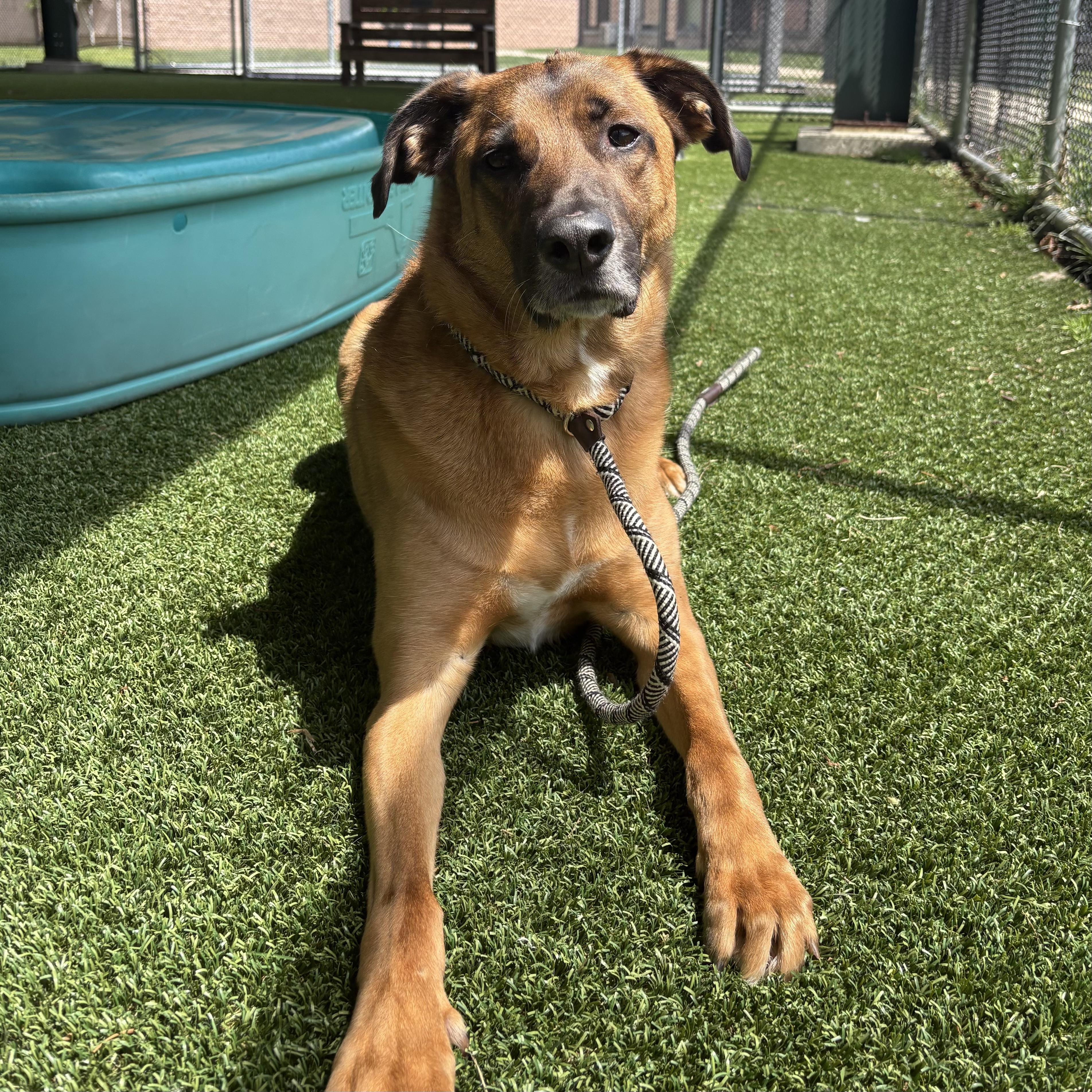 Alpha, ADOPTABLE, Adult Male Shepherd.
