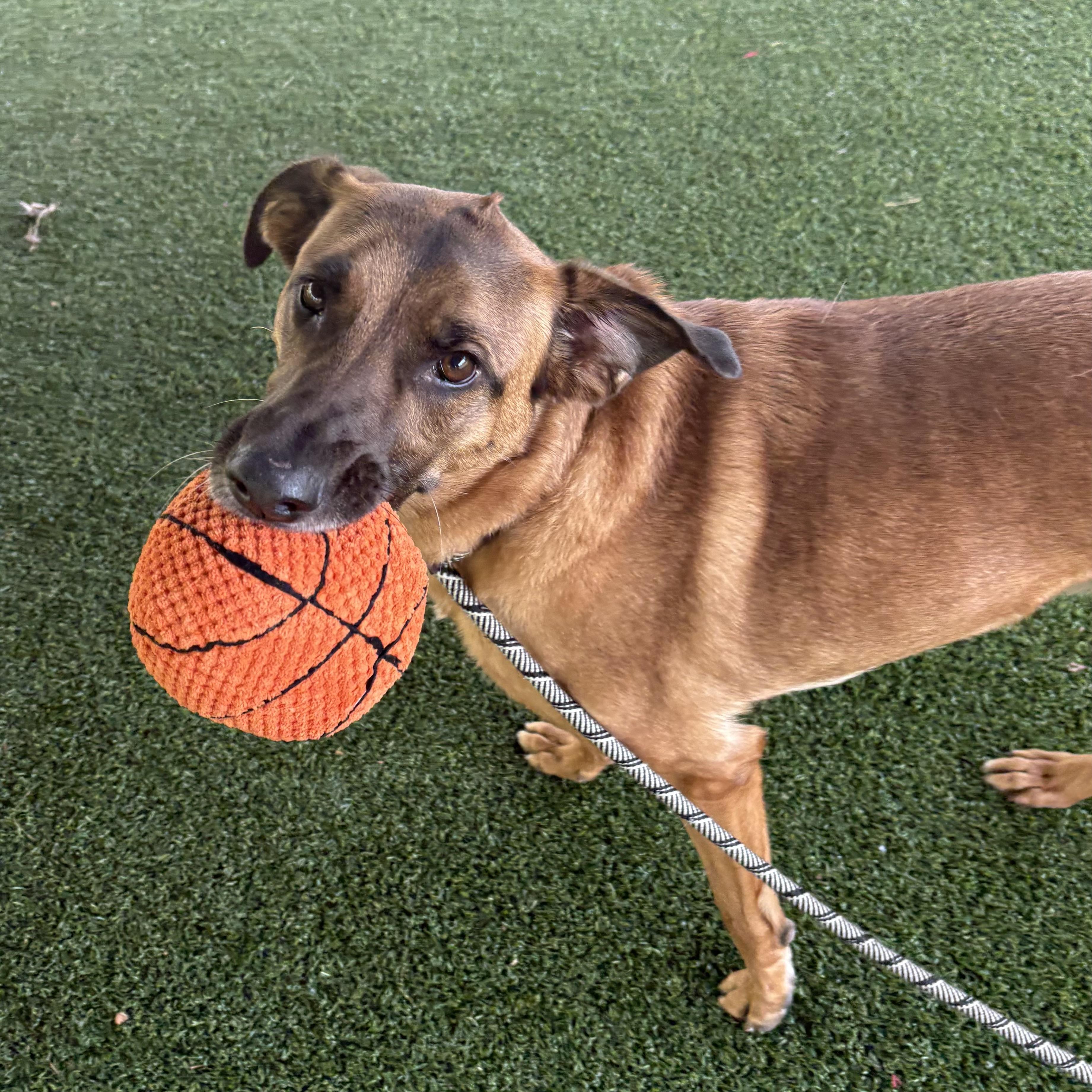 Enlarge Alpha, a ADOPTABLE Shepherd in Eatontown, NJ image 3/6