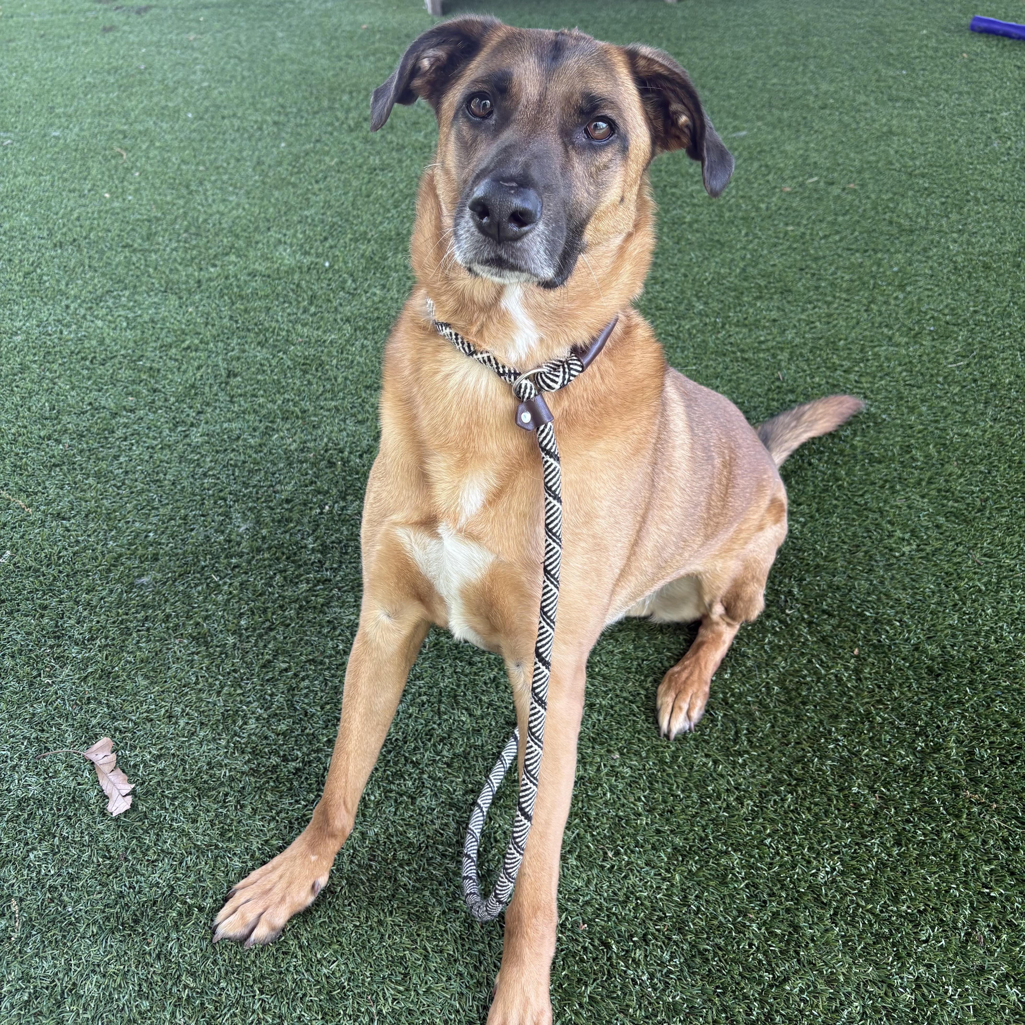 Enlarge Alpha, a ADOPTABLE Shepherd in Eatontown, NJ image 4/6