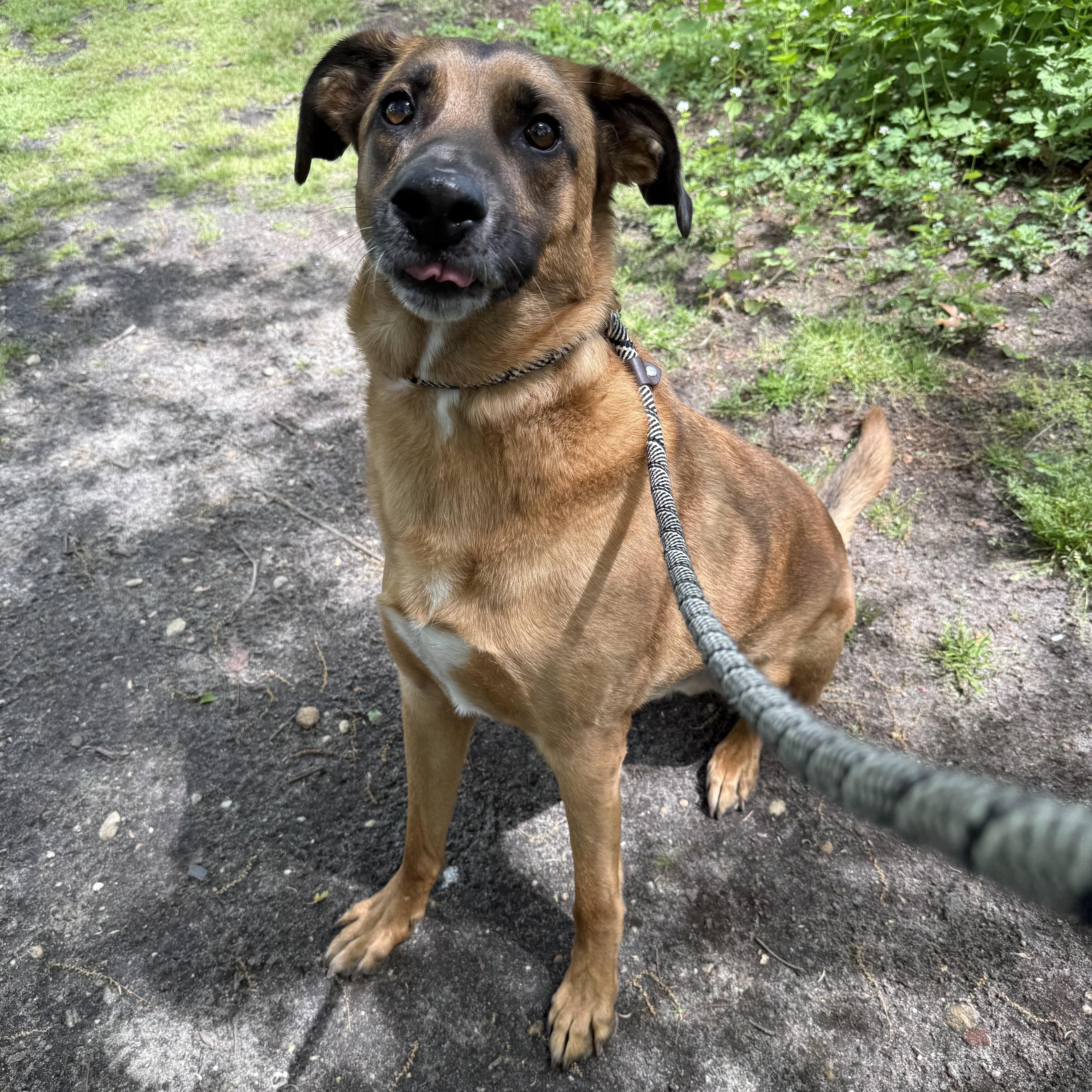 Enlarge Alpha, a ADOPTABLE Shepherd in Eatontown, NJ image 6/6