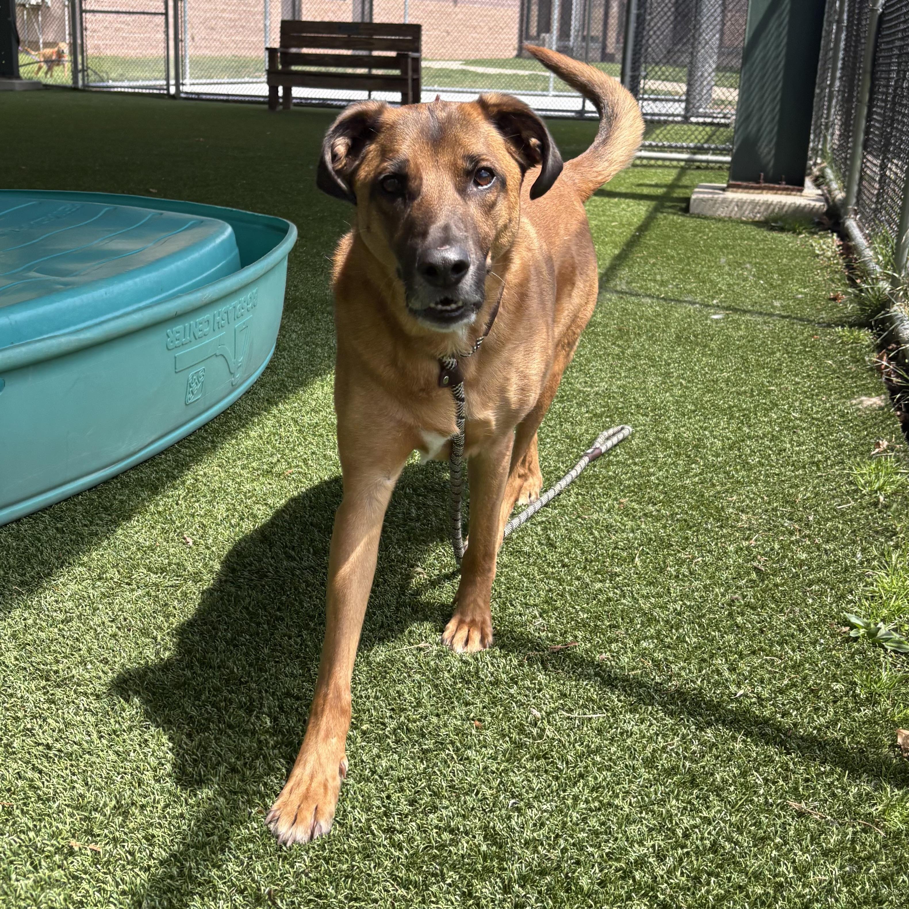 Enlarge Alpha, a ADOPTABLE Shepherd in Eatontown, NJ image 2/6
