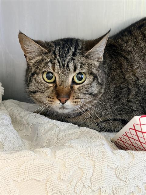 HADDIE*, Adoptable, Young Female Domestic Short Hair.