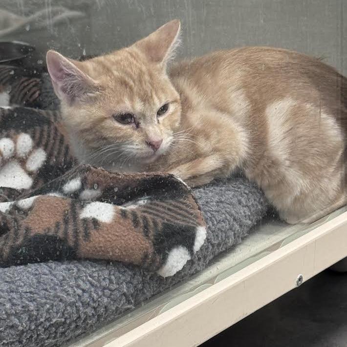 Enlarge scarlet, a Adoptable Domestic Short Hair in Show Low, AZ image 1/2