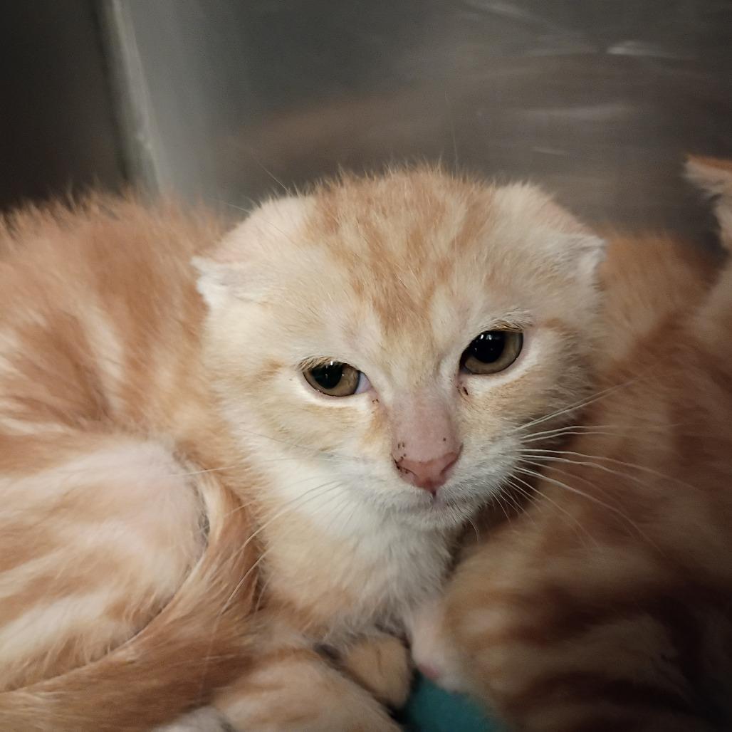 Enlarge scarlet, a Adoptable Domestic Short Hair in Show Low, AZ image 2/2