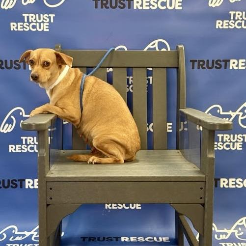 Enlarge HONEY MAE, a Adoptable Terrier in Berlin, NJ image 4/5