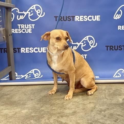 Enlarge HONEY MAE, a Adoptable Terrier in Berlin, NJ image 3/5