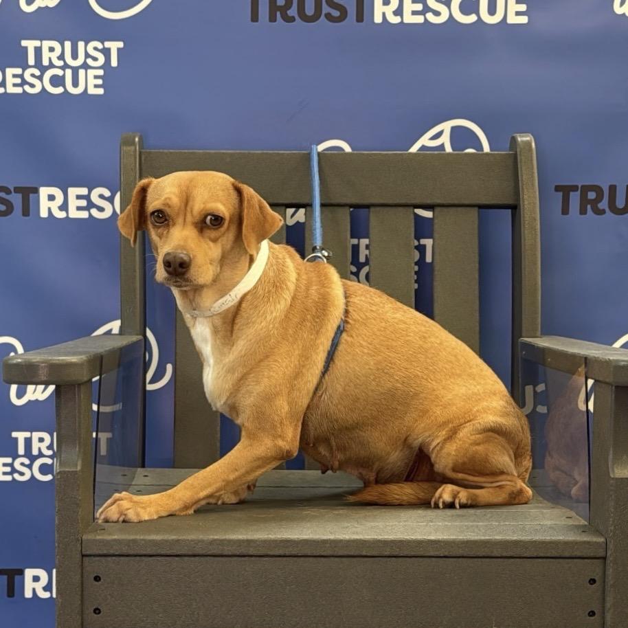 Enlarge HONEY MAE, a Adoptable Terrier in Berlin, NJ image 5/5