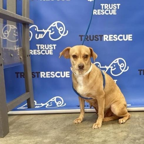 Enlarge HONEY MAE, a Adoptable Terrier in Berlin, NJ image 2/5